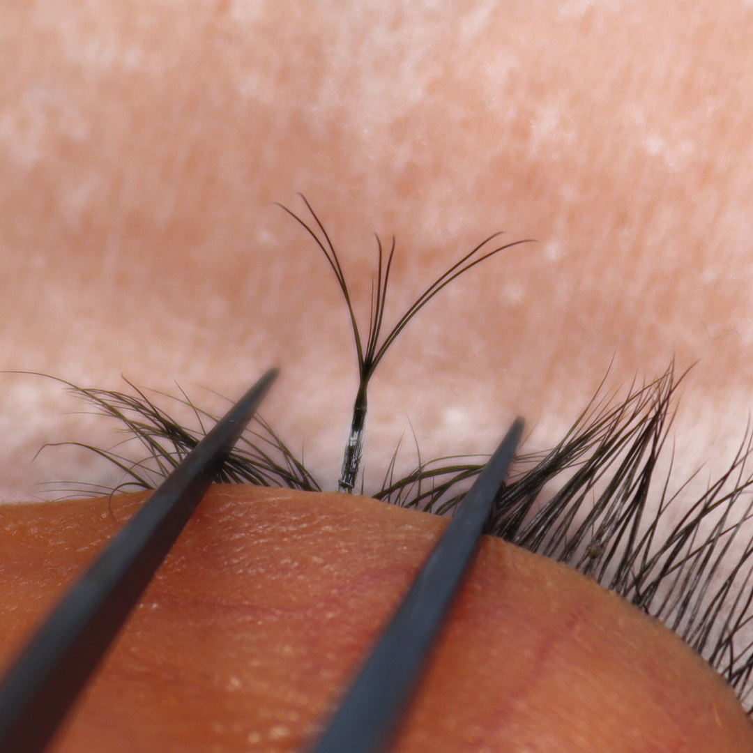 W Lash Sample Tray