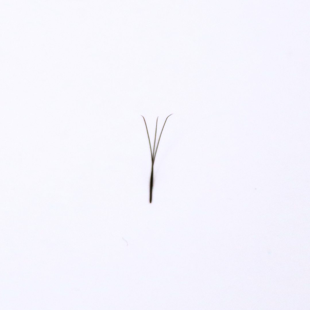 Narrow 3DW D 0.07 Lash Tray - Limited Edition