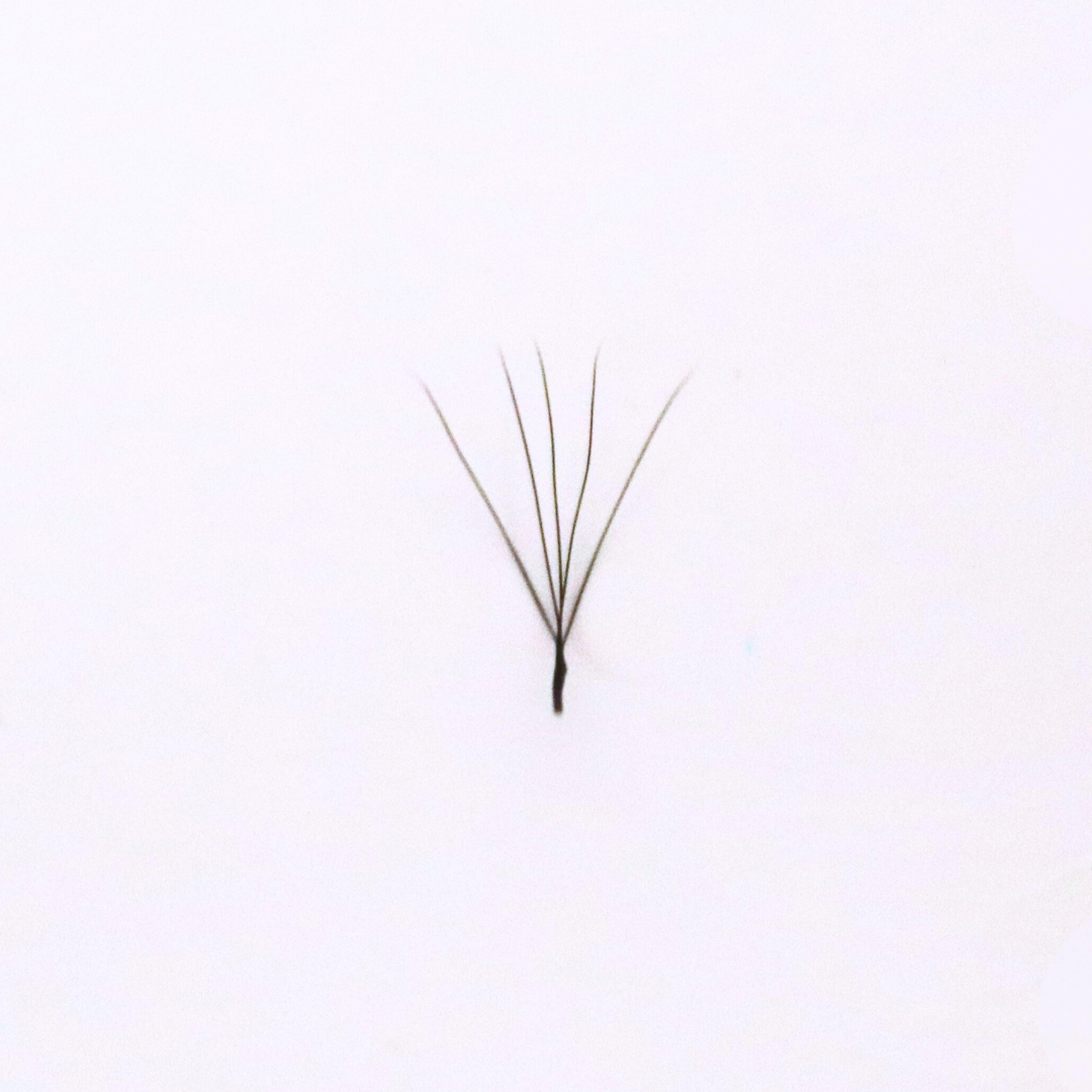 Narrow 5DW D 0.07 Lash Tray - Limited Edition